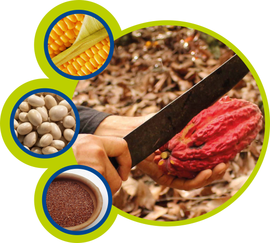 Producción y exportación de menestras, cacao y cereales